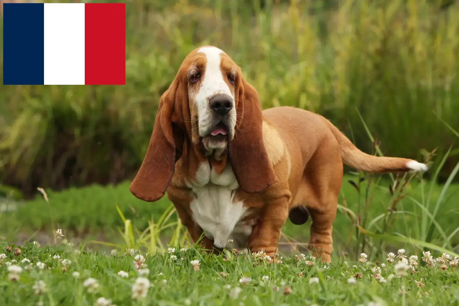 Read more about the article Fransa’da Basset Hound yetiştiricileri ve köpek yavruları
