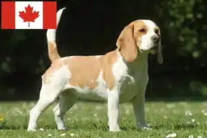 Read more about the article Kanada’daki Beagle yetiştiricileri ve yavru köpekler