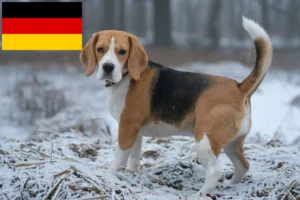 Read more about the article Almanya’da Beagle yetiştiricileri ve yavru köpekler