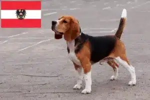 Read more about the article Avusturya’da Beagle yetiştiricileri ve yavru köpekler