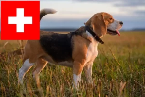 Read more about the article İsviçre’de Beagle yetiştiricileri ve yavru köpekler