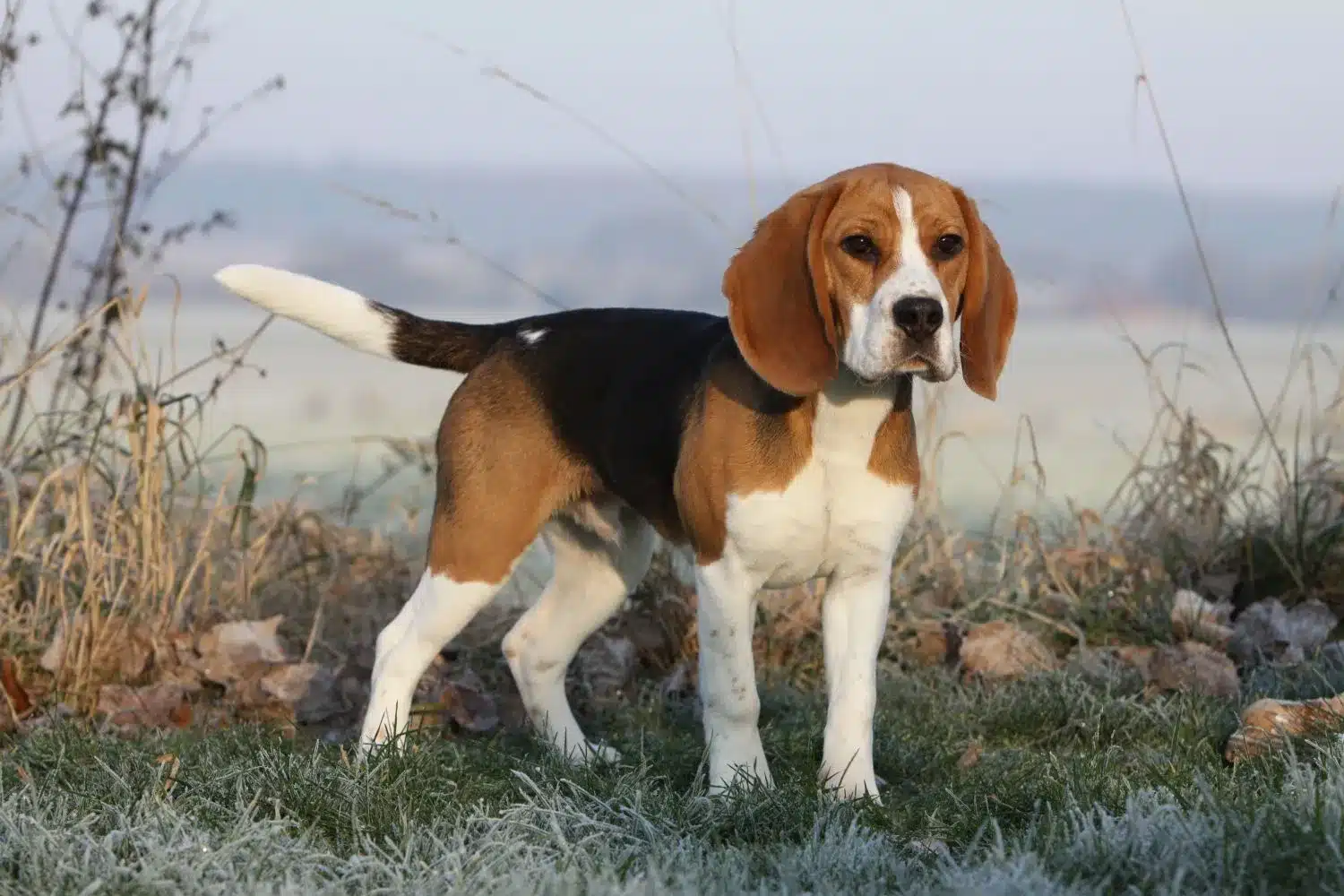 Beagle yavruları ve yetiştiricileri Burada yakınınızdaki Beagle yetiştiricilerini bulabilirsiniz.