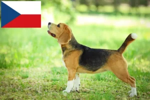 Read more about the article Çek Cumhuriyeti’ndeki Beagle yetiştiricileri ve yavru köpekler