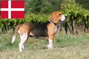 Read more about the article Danimarka’da Beagle yetiştiricileri ve yavru köpekler