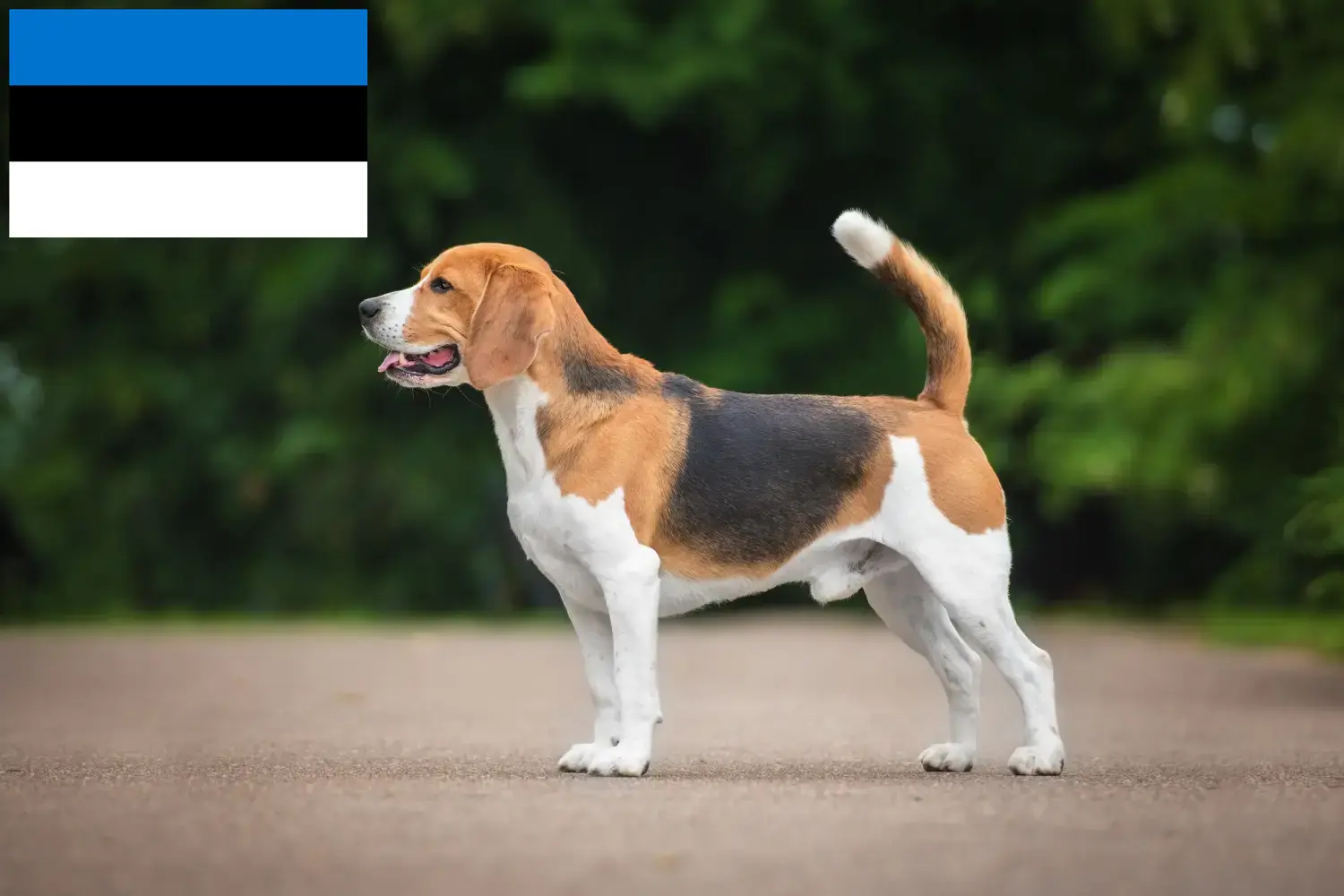 Beagle yavruları ve yetiştiricileri Estonya Estonya içindeki Beagle yetiştiricilerini burada bulabilirsiniz.