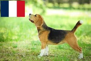 Read more about the article Fransa’da Beagle yetiştiricileri ve yavru köpekler