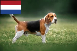 Read more about the article Hollanda’daki Beagle yetiştiricileri ve yavru köpekler