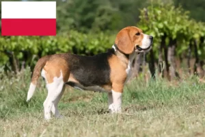 Read more about the article Polonya’da Beagle yetiştiricileri ve köpek yavruları