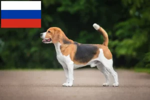 Read more about the article Rusya’daki Beagle yetiştiricileri ve köpek yavruları