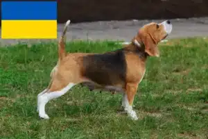 Read more about the article Ukrayna’da Beagle yetiştiricileri ve köpek yavruları