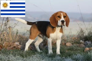 Read more about the article Uruguay’daki Beagle yetiştiricileri ve köpek yavruları
