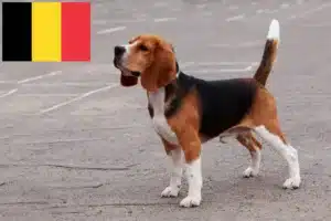 Read more about the article Belçika’da Beagle yetiştiricileri ve köpek yavruları