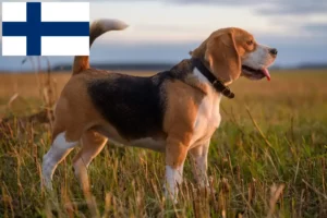 Read more about the article Finlandiya’daki Beagle yetiştiricileri ve köpek yavruları