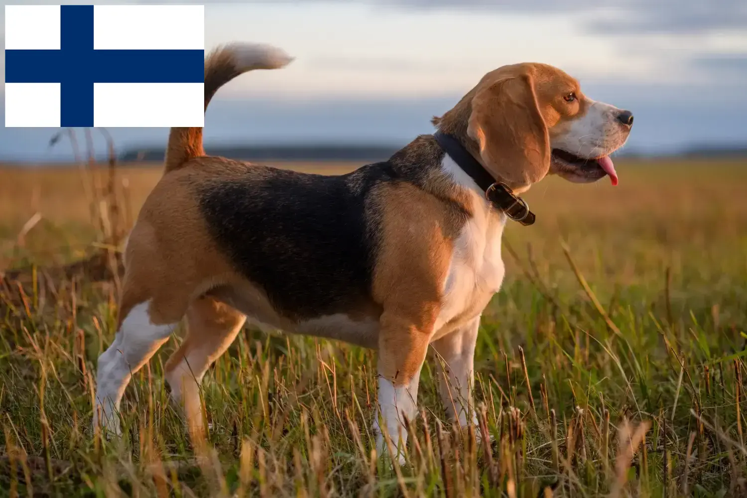 Beagle yavruları ve yetiştiricileri Finlandiya Finlandiya içindeki Beagle yetiştiricilerini burada bulabilirsiniz.