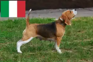 Read more about the article İtalya’daki Beagle yetiştiricileri ve köpek yavruları