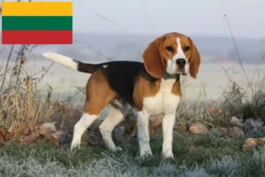 Read more about the article Litvanya’daki Beagle yetiştiricileri ve köpek yavruları