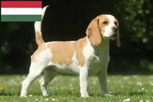 Read more about the article Macaristan’daki Beagle yetiştiricileri ve köpek yavruları