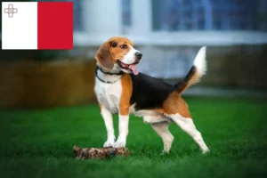 Read more about the article Malta’da Beagle yetiştiricileri ve köpek yavruları