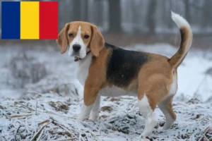 Read more about the article Romanya’daki Beagle yetiştiricileri ve köpek yavruları