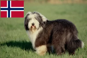 Read more about the article Norveç’te Bearded Collie yetiştiricileri ve köpek yavruları