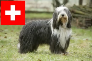 Read more about the article İsviçre’de Bearded Collie yetiştiricileri ve köpek yavruları