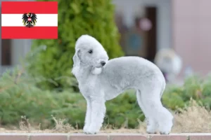 Read more about the article Avusturya’da Bedlington Terrier yetiştiricileri ve köpek yavruları