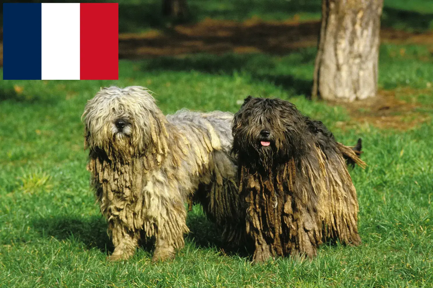 Bergamasco Çoban Köpeği Yavruları ve Yetiştiricisi Fransa Burada Fransa'daki Bergamasco Çoban Köpeği yetiştiricilerini bulabilirsiniz.