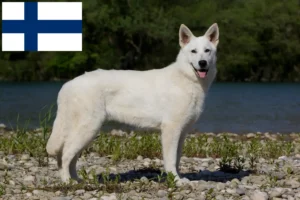Read more about the article Finlandiya’da Beyaz İsviçre Çoban Köpeği Yetiştiricisi ve Yavruları