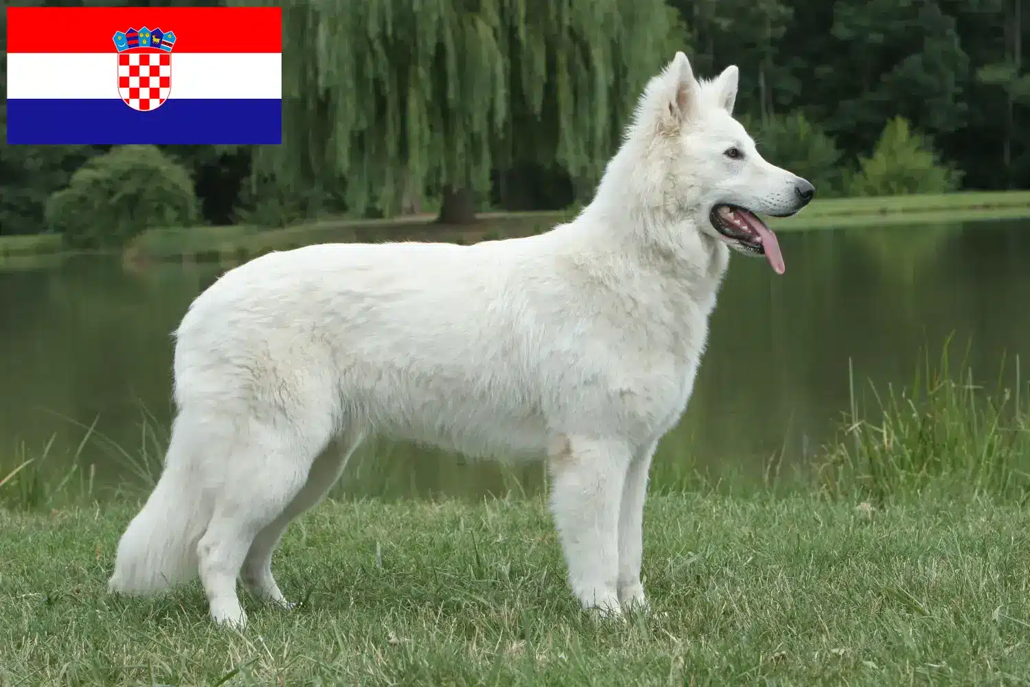Read more about the article Hırvatistan’da Beyaz İsviçre Çoban Köpeği Yetiştiricisi ve Yavruları