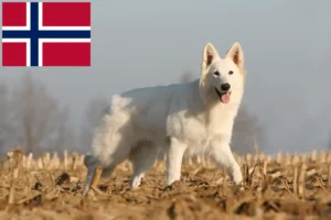 Read more about the article Norveç’te Beyaz İsviçre Çoban Köpeği yetiştiricileri ve köpek yavruları