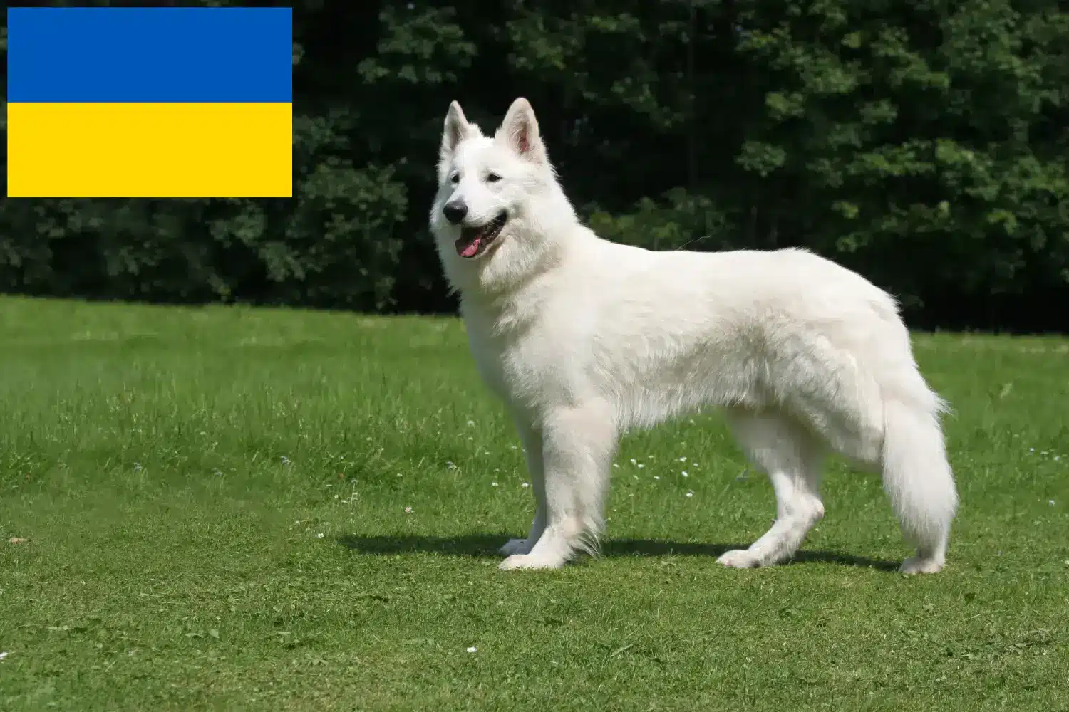 Beyaz İsviçre Çoban Köpeği Yavruları ve Damızlık Ukrayna Ukrayna'daki Beyaz İsviçre Çoban Köpeği yetiştiricilerini bulun.