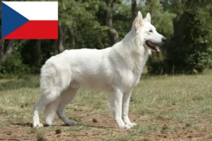 Read more about the article Çek Cumhuriyeti’nde Beyaz İsviçre Çoban Köpeği yetiştiricileri ve yavruları