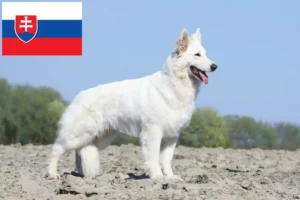 Read more about the article Slovakya’da Beyaz İsviçre Çoban Köpeği Yetiştiricisi ve Yavruları