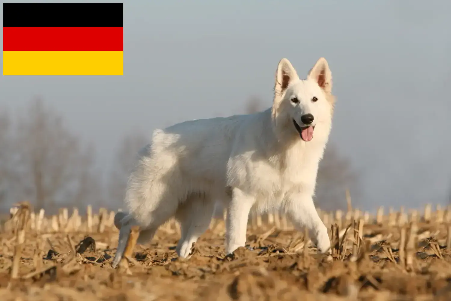 Beyaz İsviçre Çoban Köpeği Yavruları ve Damızlık Almanya Burada Almanya'daki Beyaz İsviçre Çoban Köpeği yetiştiricilerini bulabilirsiniz.