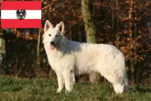 Read more about the article Avusturya’da Beyaz İsviçre Çoban Köpeği Yetiştiricileri ve Yavruları