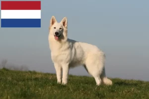 Read more about the article Hollanda’da Beyaz İsviçre Çoban Köpeği yetiştiricileri ve yavruları