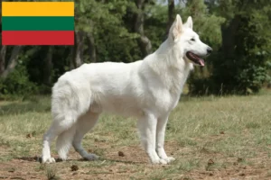 Read more about the article Litvanya’da Beyaz İsviçre Çoban Köpeği Yetiştiricisi ve Yavruları