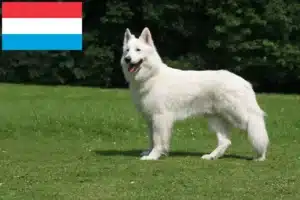 Read more about the article Lüksemburg’da Beyaz İsviçre Çoban Köpeği yetiştiricileri ve yavruları