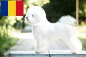 Read more about the article Romanya’da Bichon Frisé yetiştiricileri ve köpek yavruları