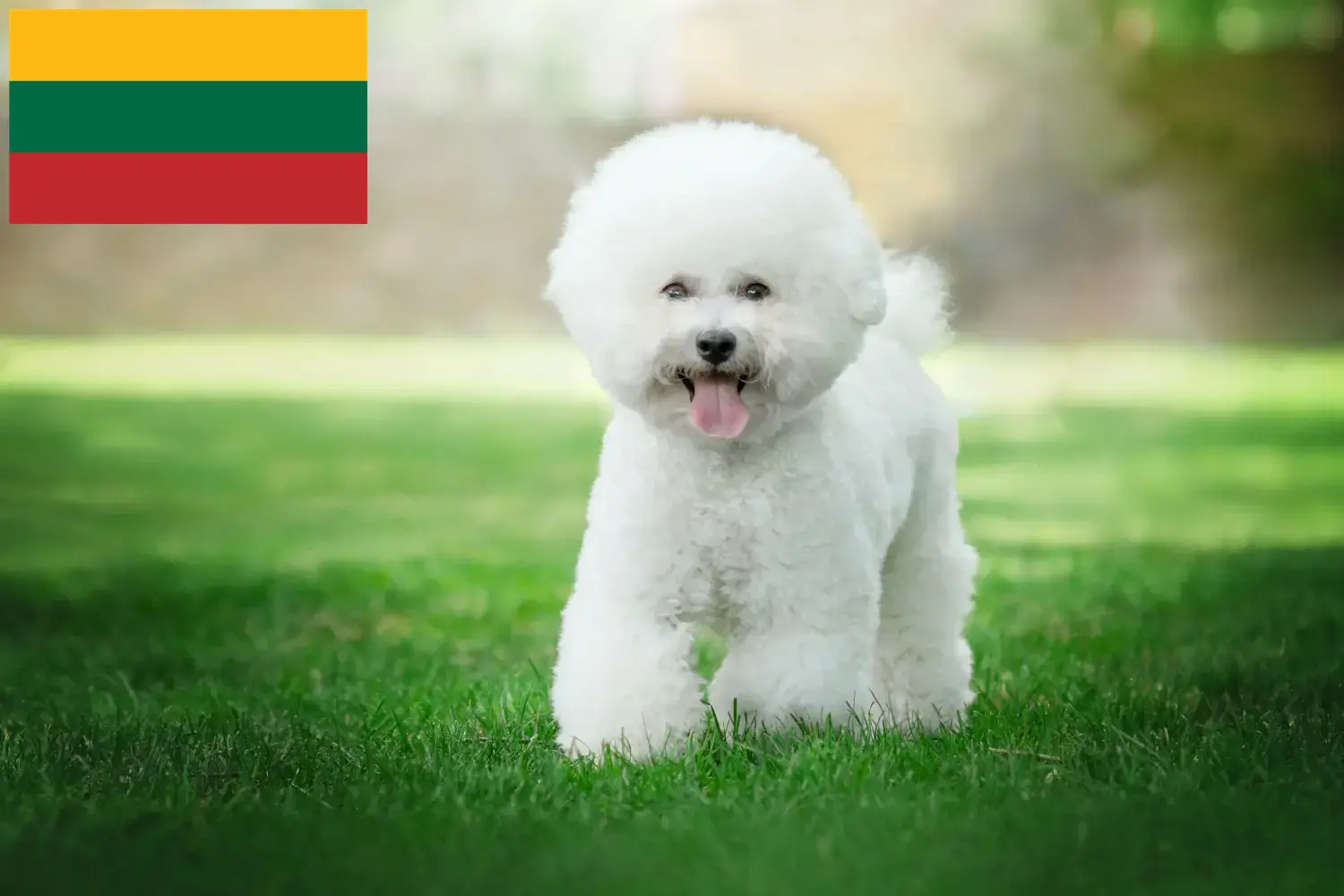 Read more about the article Litvanya’da Bichon Frisé yetiştiricileri ve köpek yavruları