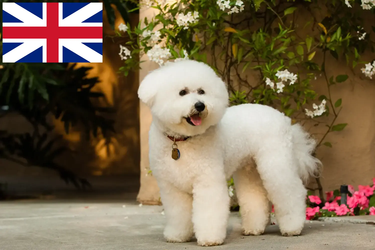 Bichon Frisé yavruları ve yetiştiricileri Büyük Britanya Birleşik Krallık'taki Bichon Frisé yetiştiricilerini bulun.