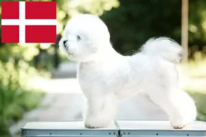 Read more about the article Danimarka’da Bichon Frisé yetiştiricileri ve köpek yavruları