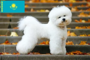Read more about the article Kazakistan’da Bichon Frisé yetiştiricileri ve köpek yavruları