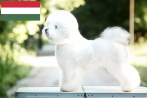Read more about the article Macaristan’da Bichon Frisé yetiştiricileri ve köpek yavruları