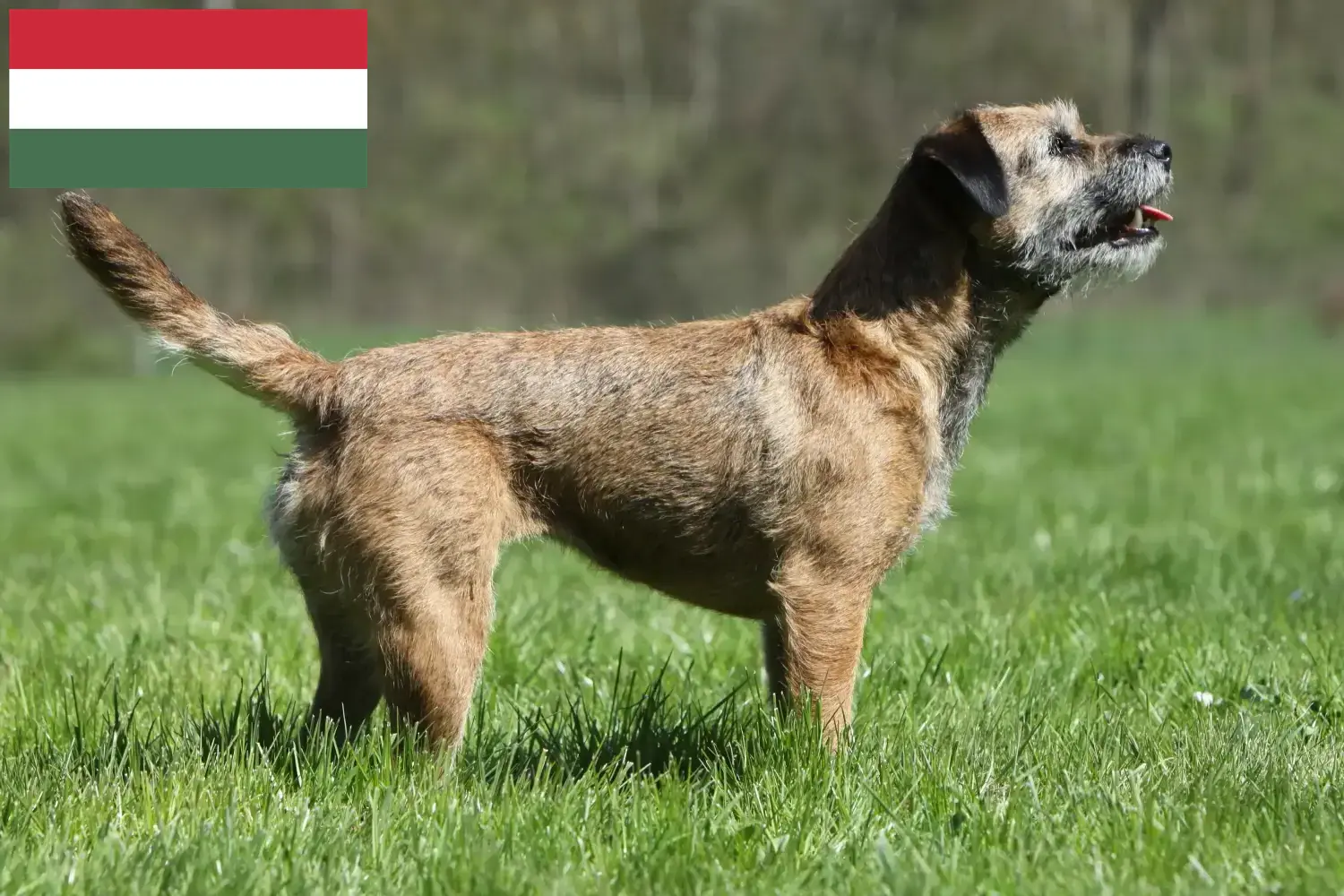 Border Terrier yavruları ve yetiştiricileri Macaristan Macaristan içindeki Border Terrier yetiştiricilerini burada bulabilirsiniz.