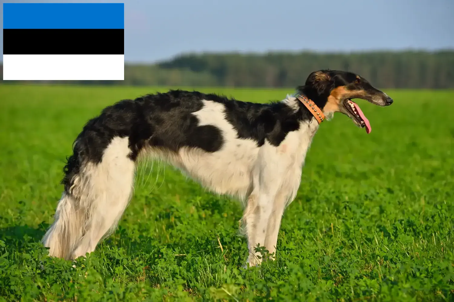 Borzoi yavru köpek ve yetiştiricileri Estonya Burada Estonya'daki Borzoi yetiştiricilerini bulabilirsiniz.