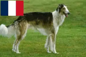 Read more about the article Fransa’da Borzoi yetiştiricileri ve yavru köpekler