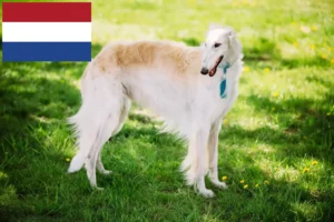 Read more about the article Hollanda’da Borzoi yetiştiricileri ve yavru köpekler
