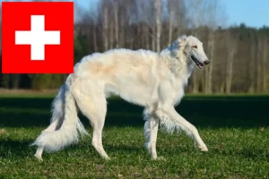 Read more about the article İsviçre’de Borzoi yetiştiricileri ve köpek yavruları