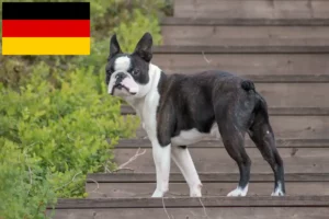 Read more about the article Almanya’da Boston Terrier yetiştiricileri ve yavru köpekler